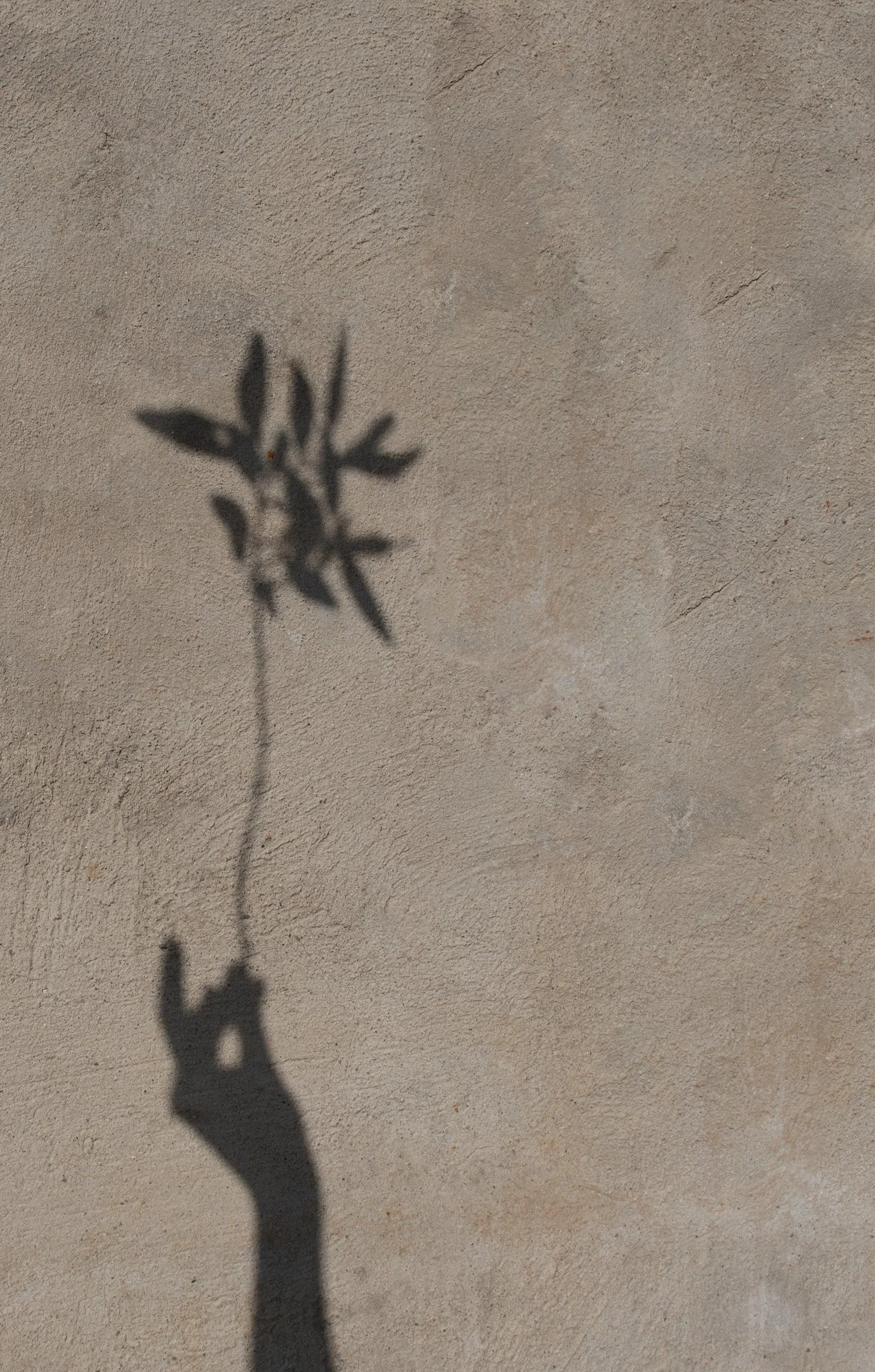 A hand holding a flower casts a shadow across a warm textured wall